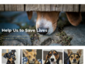 Thumbnail for www.aforeverhomeanimalrescue.org